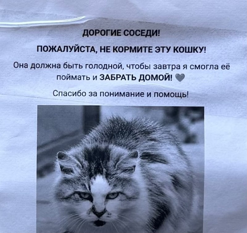 Иллюстрация к новости: Хозяйка попросила соседей не кормить кошку, чтобы вернуть её домой