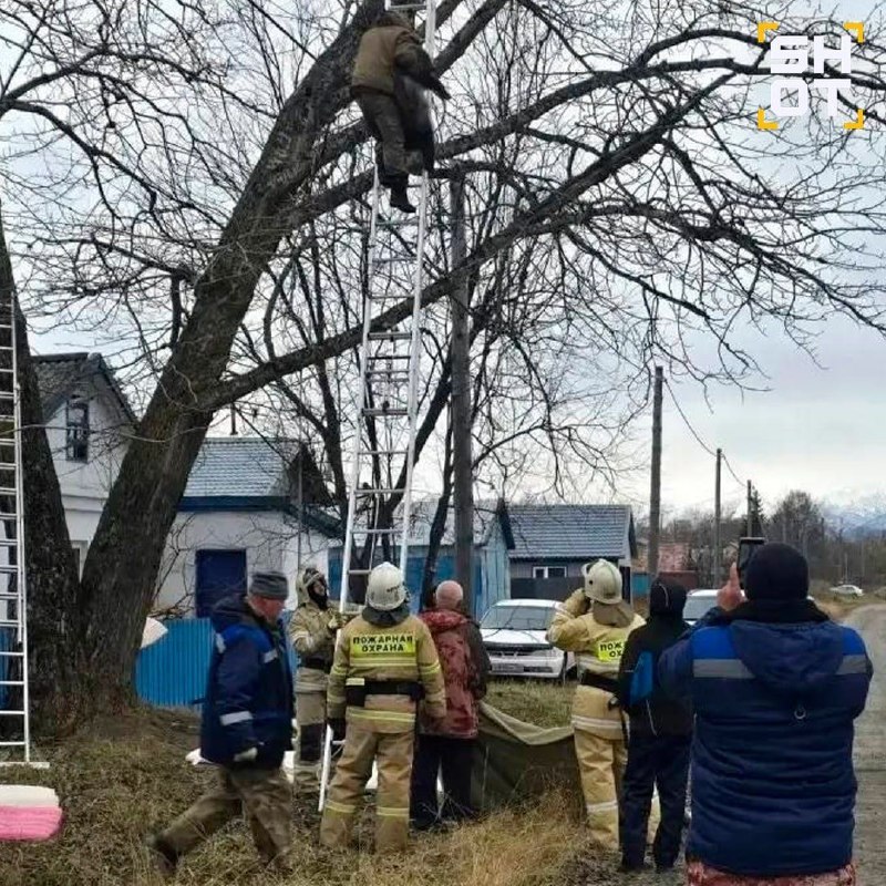 Иллюстрация к новости: На Камчатке спасатели сняли с дерева трёх медвежат